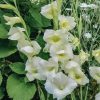 Plants Taylors Bulbs Gladioli Corms | Gladiolus 'Nanus Fiona', Pack Of 15 Corms