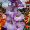 Plants Taylors Bulbs Gladioli Corms | Gladiolus 'Mediteranee', Pack Of 15 Corms