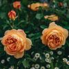 Plants David Austin Roses Rose Garden | David Austin Lady Of Shalott Rose