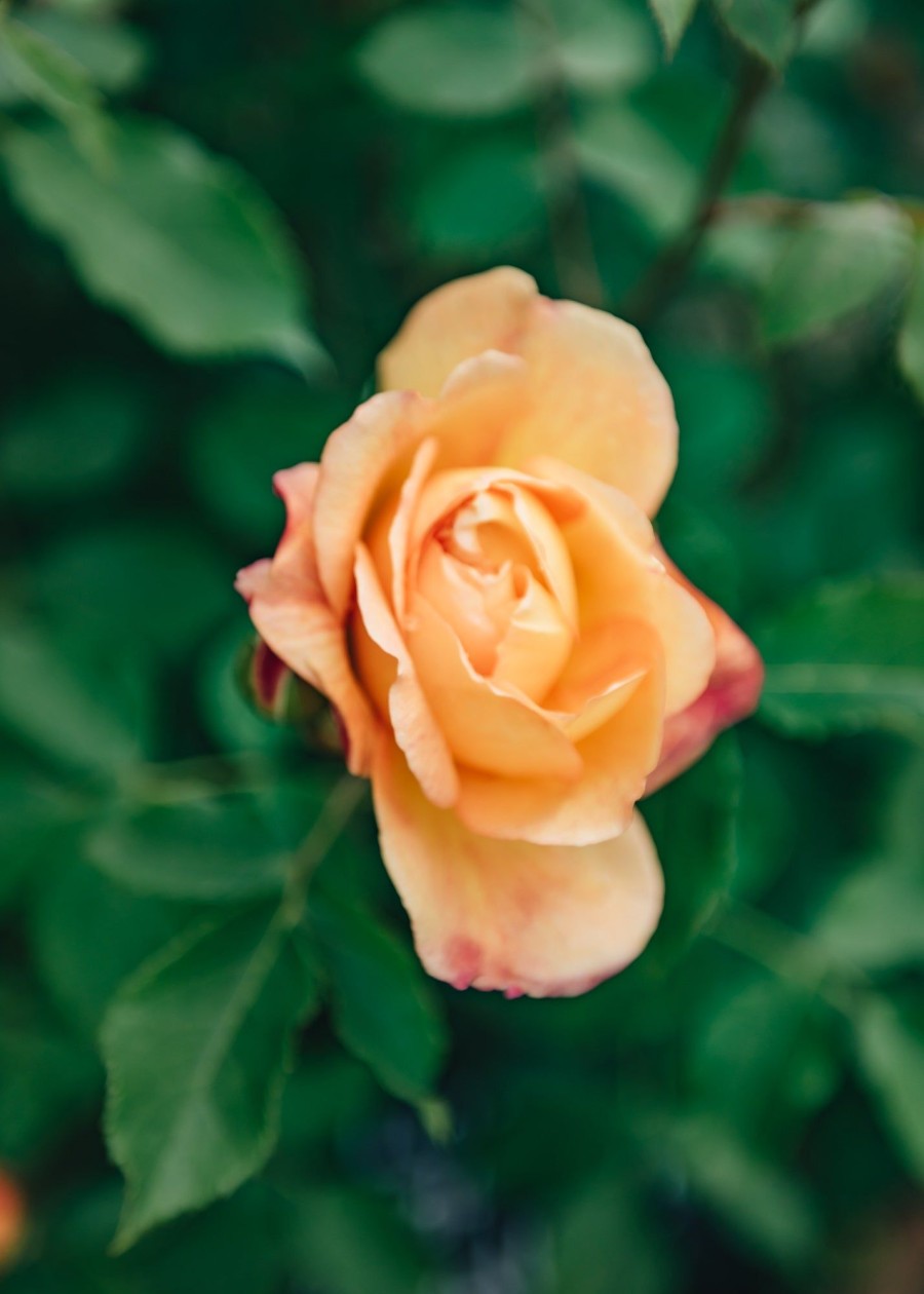 Plants David Austin Roses Rose Garden | David Austin Lady Of Shalott Rose