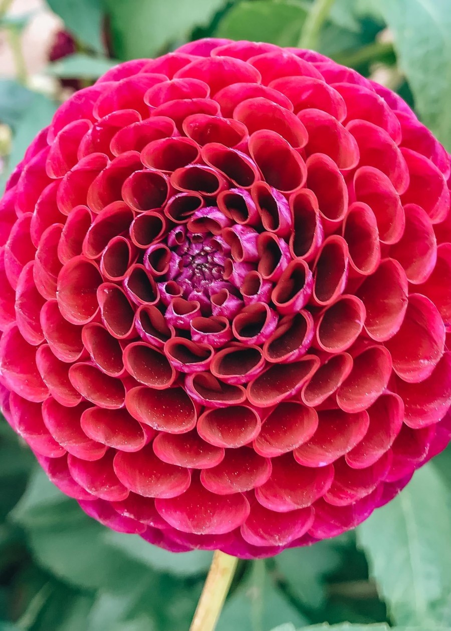 Plants Taylors Bulbs Dahlia Tubers | Dahlia 'Rocco' Tubers