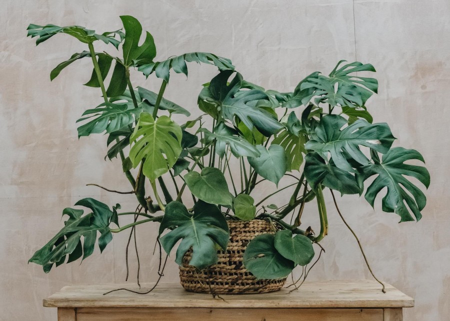 Interiors Burford Garden Co. Houseplants & Pots | Monstera Deliciosa 35Cm