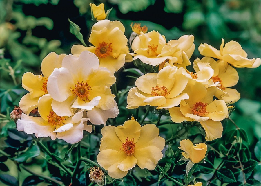Plants David Austin Roses Rose Garden | Rosa Worcestershire Agm