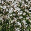 Plants Lychnis Pollinator Garden | Lychnis White Robin