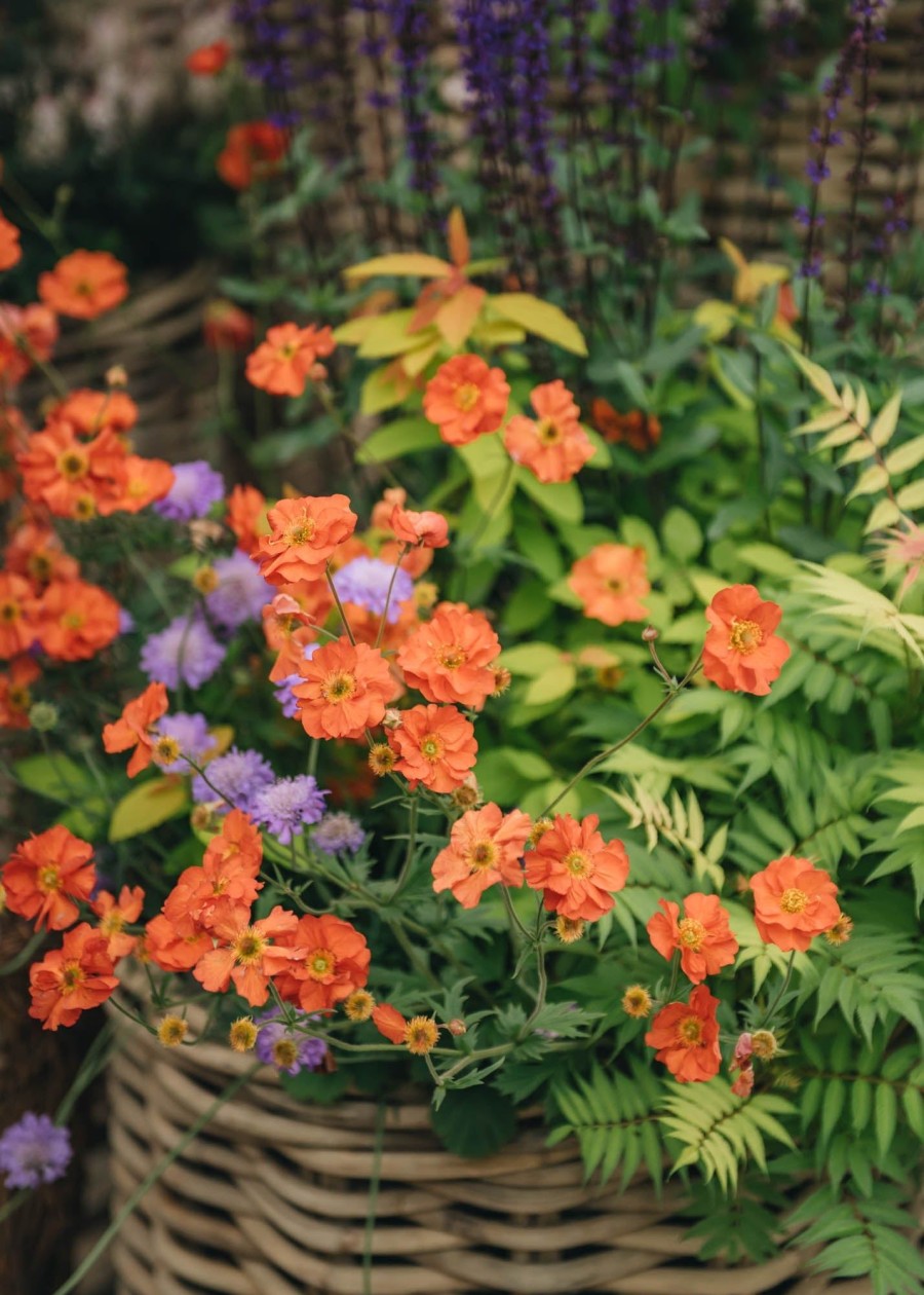 Plants Geum Pollinator Garden | Geum Totally Tangerine 5L