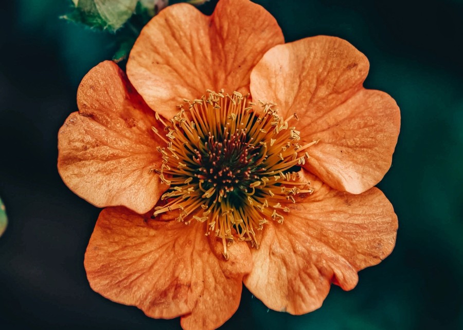 Plants Geum Pollinator Garden | Geum Totally Tangerine 5L