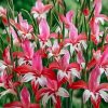 Plants Taylors Bulbs Gladioli Corms | Gladiolus 'Nanus Galaxian', Pack Of 15 Corms