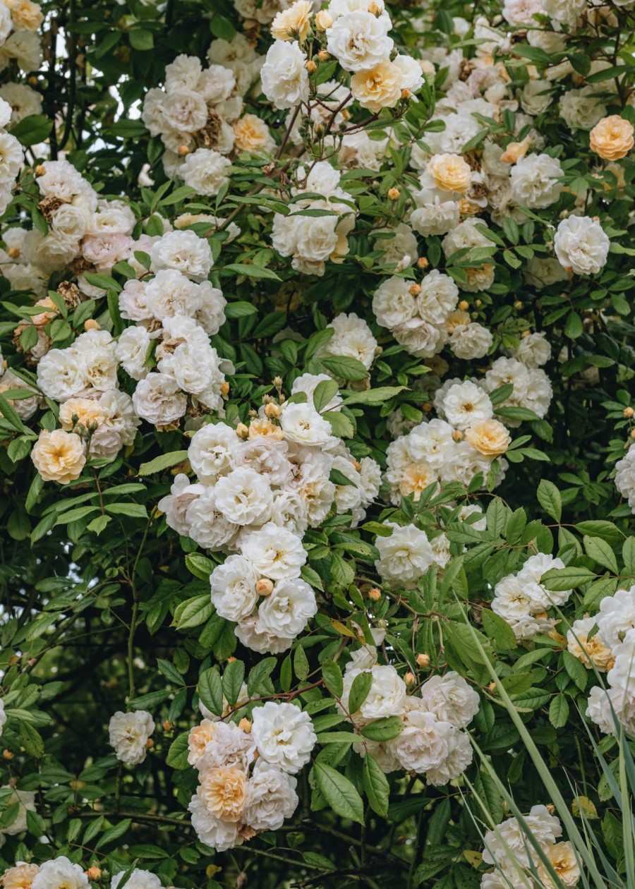 Plants David Austin Roses Rose Garden | Rosa Ghislaine De Feligonde Agm