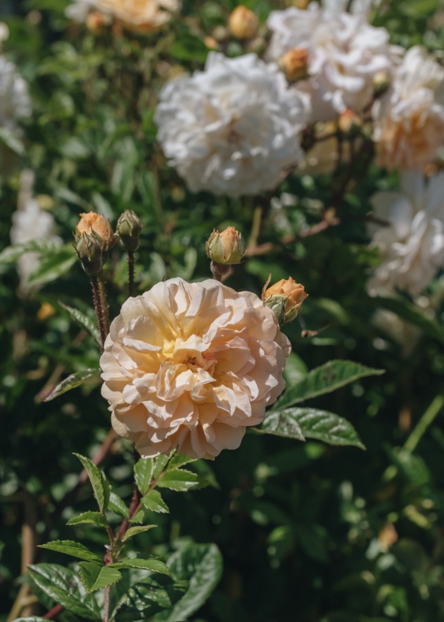 Plants David Austin Roses Rose Garden | Rosa Ghislaine De Feligonde Agm