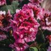 Plants Bergenia Cottage Garden | Bergenia Dragonfly Sakura