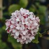 Plants Viburnum Pollinator Garden | Viburnum Burkwoodii