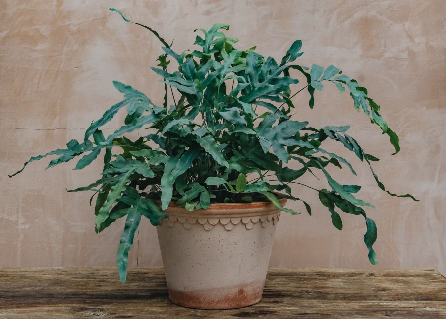 Interiors Burford Garden Co. Houseplants & Pots | Phlebodium Aurem Blue Star