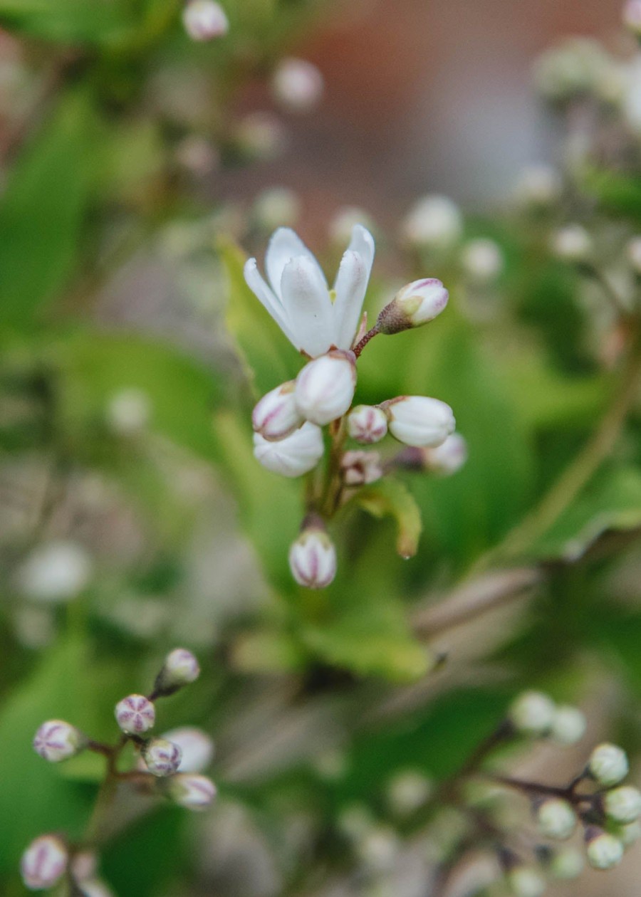 Plants Deutzia Cottage Garden | Deutzia Yuki Snowflake
