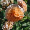 Plants David Austin Roses Rose Garden | David Austin Rosa Port Sunlight