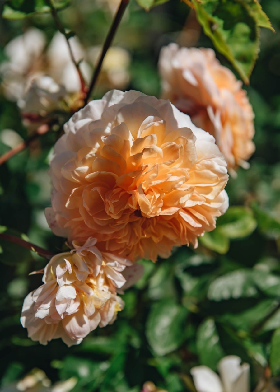 Plants David Austin Roses Rose Garden | David Austin Rosa Port Sunlight