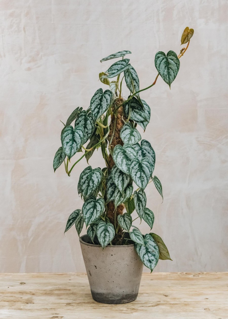 Interiors Burford Garden Co. Houseplants & Pots | Philodendron Brandtjanum
