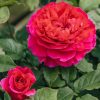 Plants David Austin Roses Rose Garden | David Austin Gabriel Oak Rose
