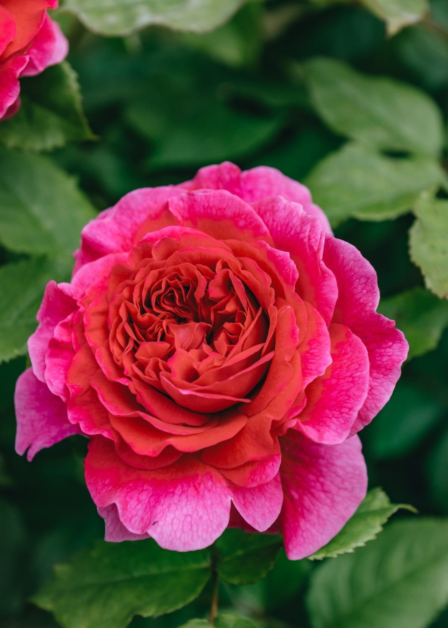 Plants David Austin Roses Rose Garden | David Austin Gabriel Oak Rose