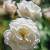 Plants David Austin Roses Rose Garden | Desdemona Rose