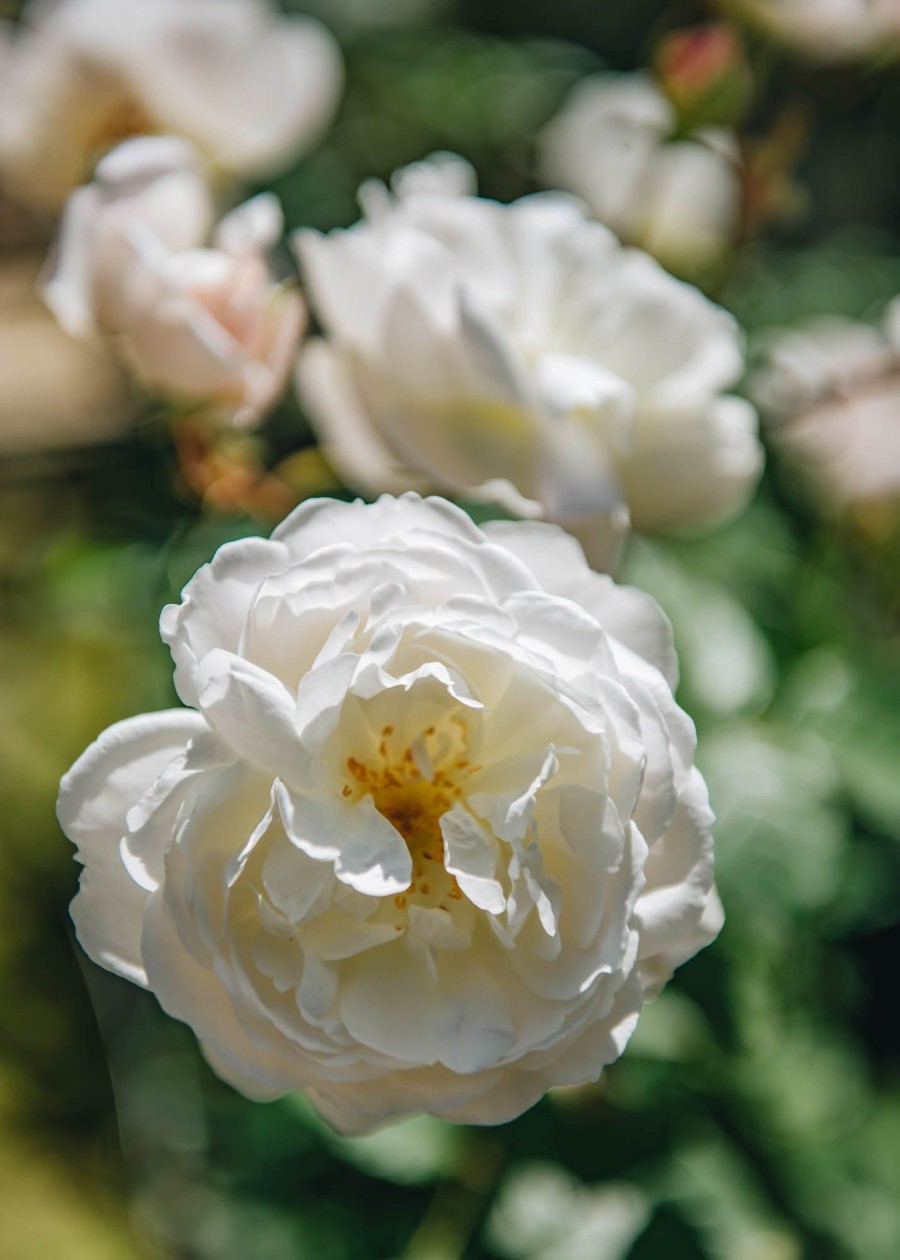 Plants David Austin Roses Rose Garden | Desdemona Rose
