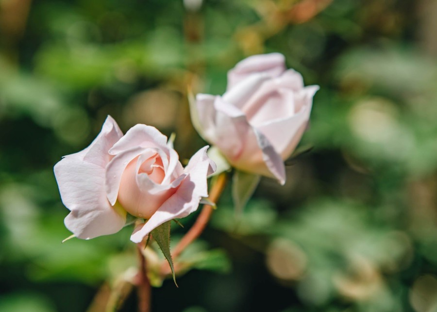 Plants David Austin Roses Rose Garden | Desdemona Rose