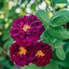 Plants David Austin Roses Rose Garden | Rosa Tuscany Superb Agm
