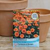 Plants Thompson & Morgan Seeds | Calendula Candyman Orange Seeds