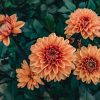 Plants Taylors Bulbs Dahlia Tubers | Dahlia 'David Howard', Pack Of Five Tubers