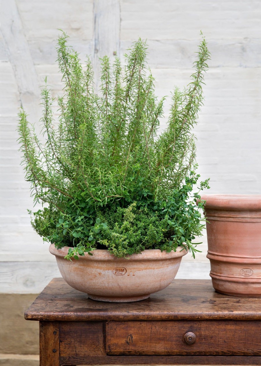 Interiors Bergs Potter Houseplants & Pots | Rose Erbe Planting Bowls