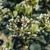 Plants Viburnum Cottage Garden | Viburnum Fairy Stars